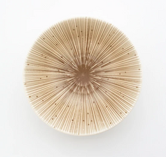 Kyo Sendan Bowl ivory 15cm